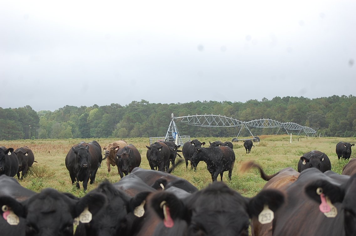 Image for ECO Farm Systems - Cattle Auction