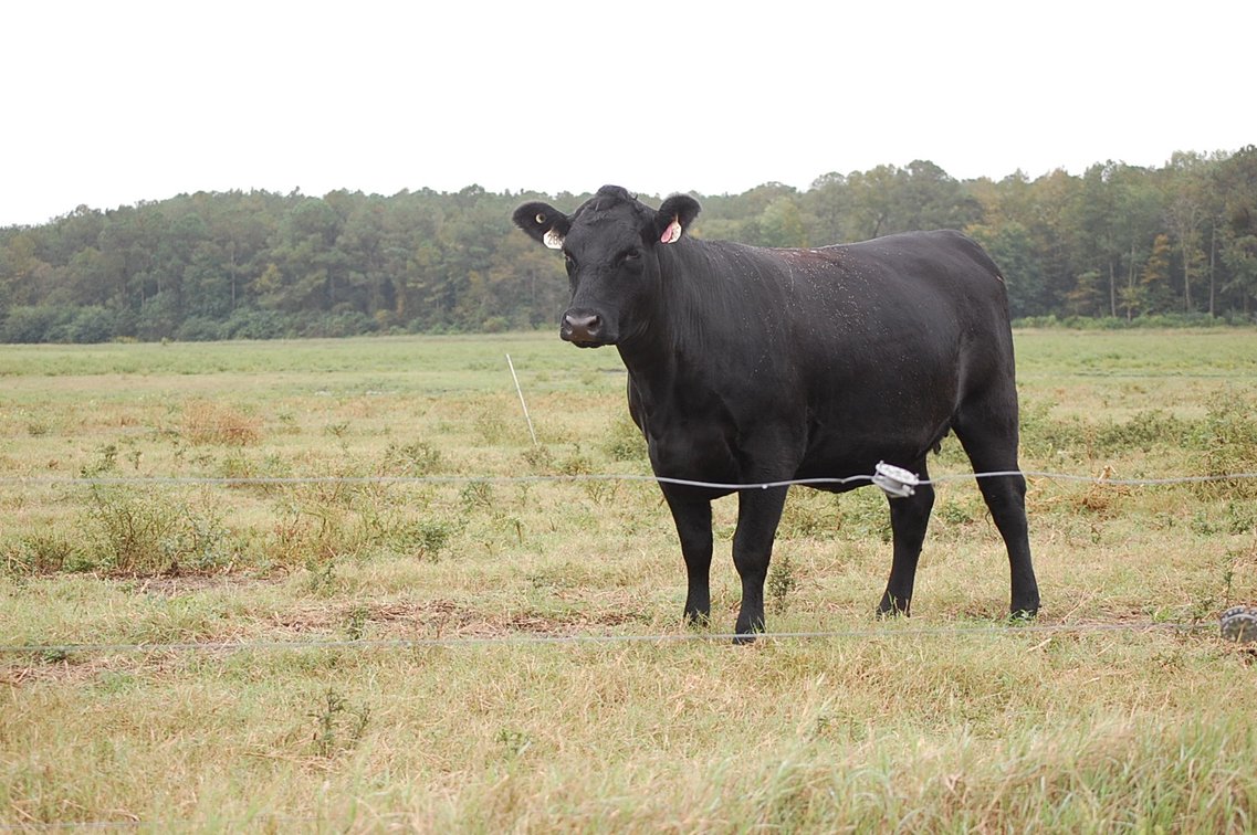 Image for ECO Farm Systems - Cattle Auction