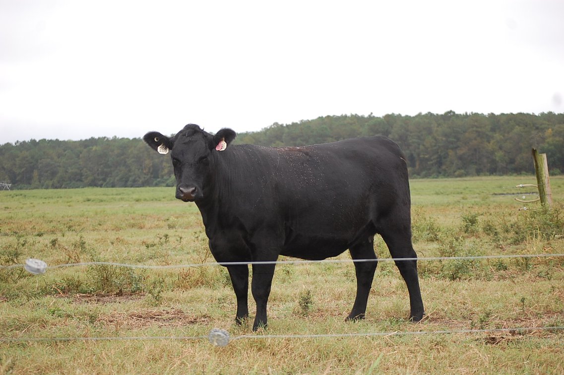 Image for ECO Farm Systems - Cattle Auction