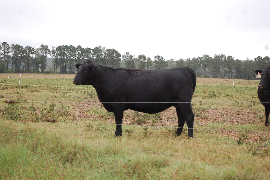 Image for ECO Farm Systems - Cattle Auction