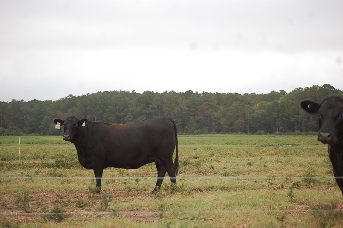 Image for ECO Farm Systems - Cattle Auction
