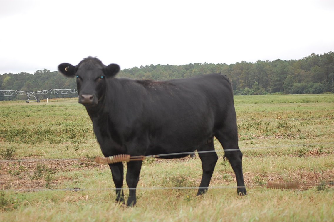 Image for ECO Farm Systems - Cattle Auction