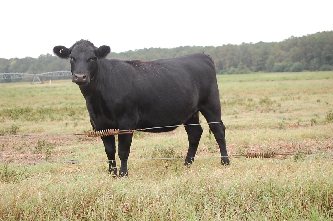Image for ECO Farm Systems - Cattle Auction