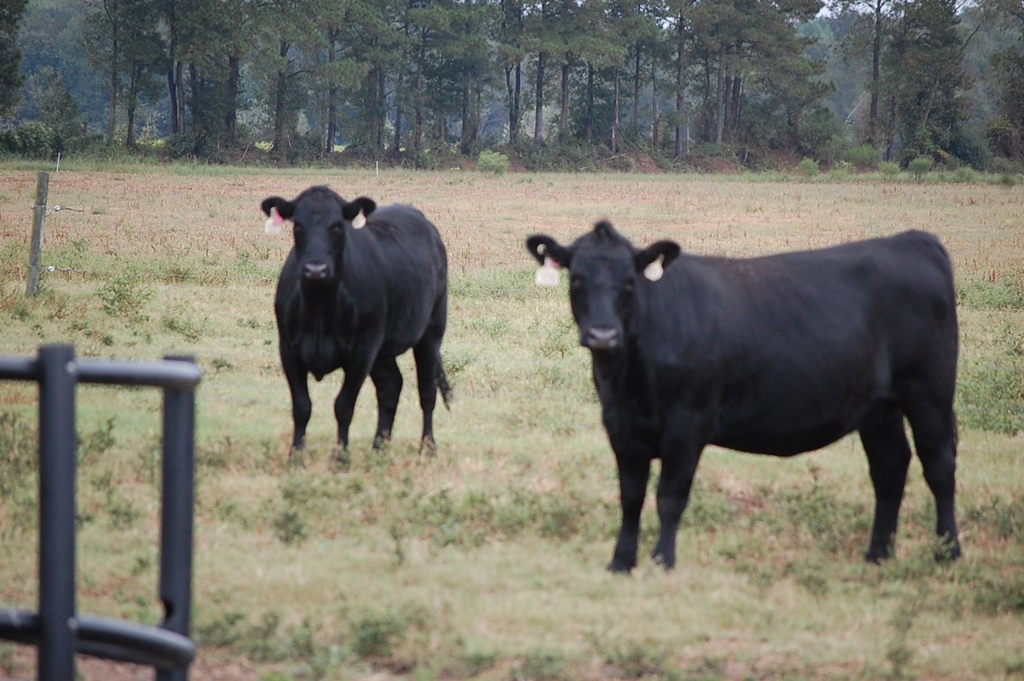 Image for ECO Farm Systems - Cattle Auction