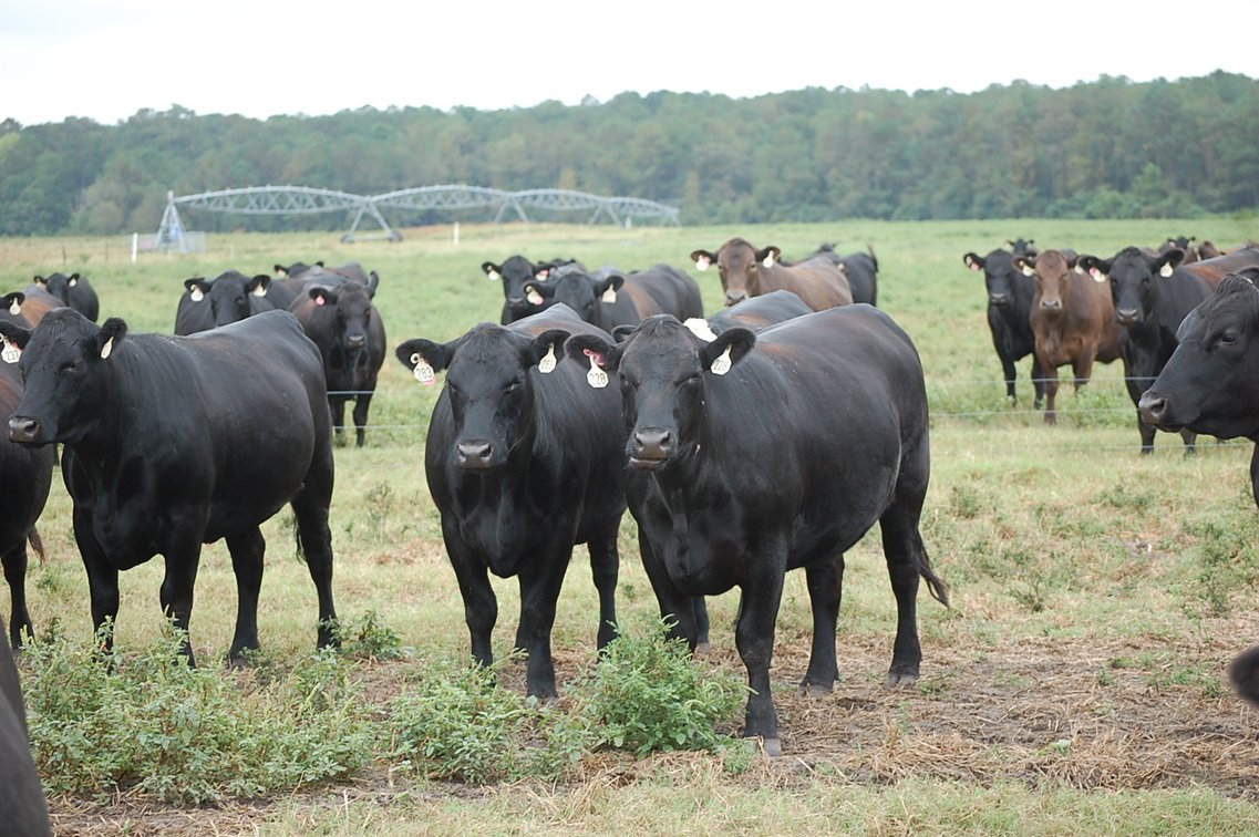 Image for ECO Farm Systems - Cattle Auction