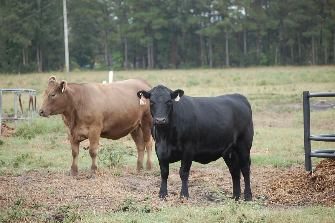 Image for ECO Farm Systems - Cattle Auction