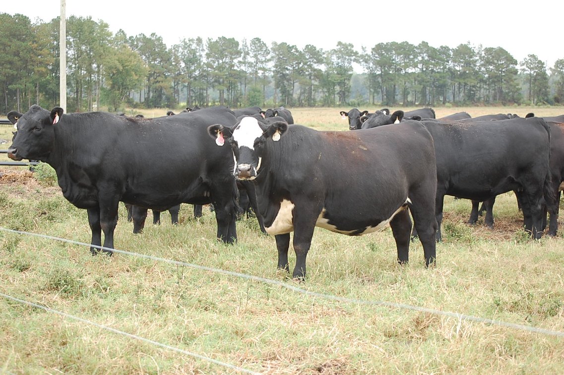 Image for ECO Farm Systems - Cattle Auction