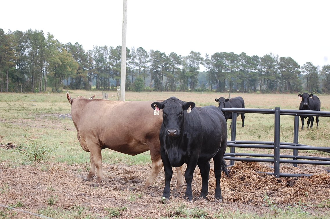 Image for ECO Farm Systems - Cattle Auction