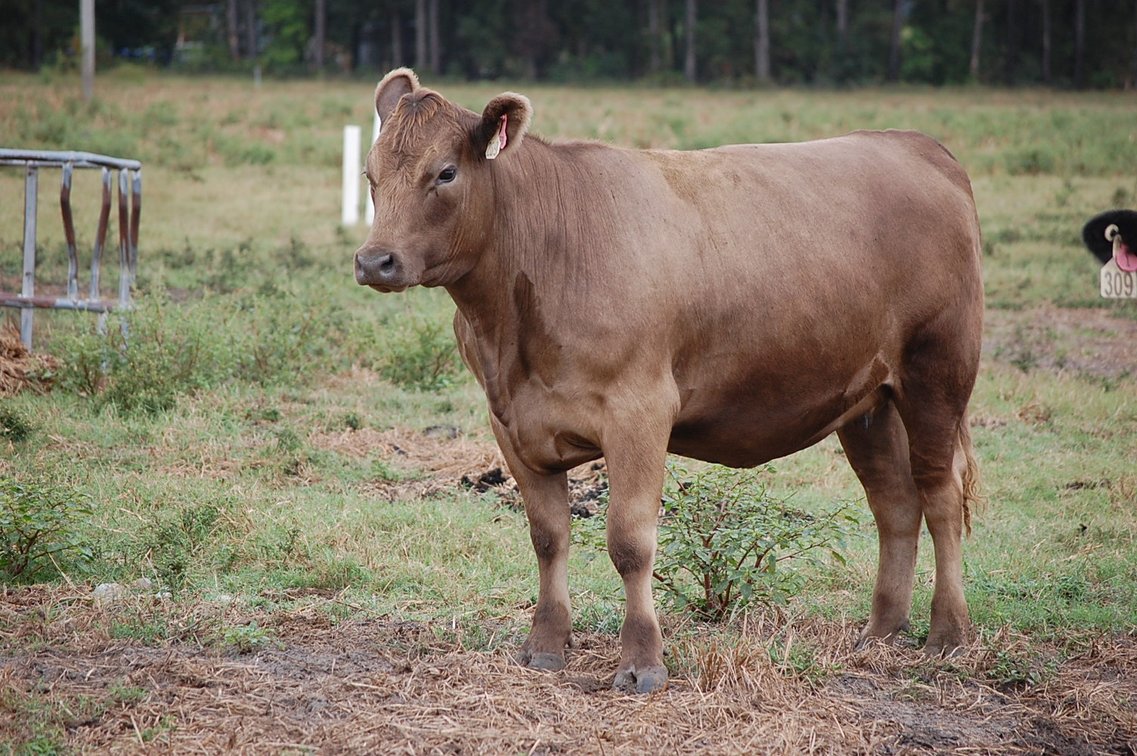 Image for ECO Farm Systems - Cattle Auction