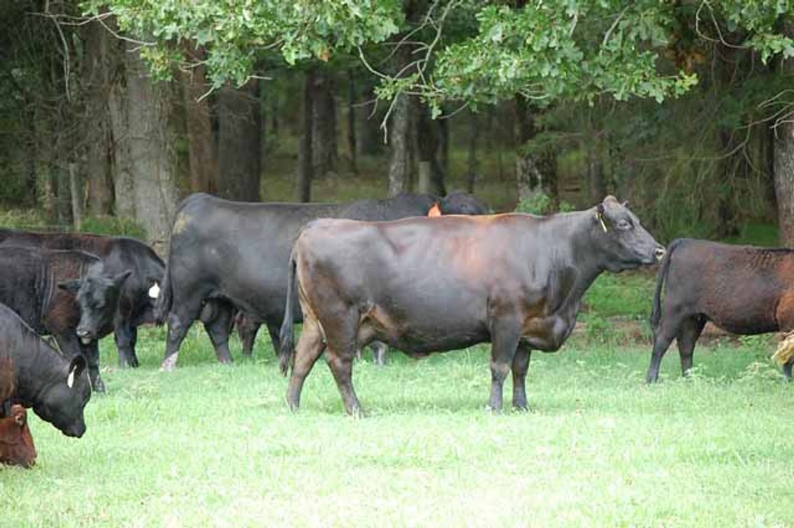 Image for Cattle Auction - October 12