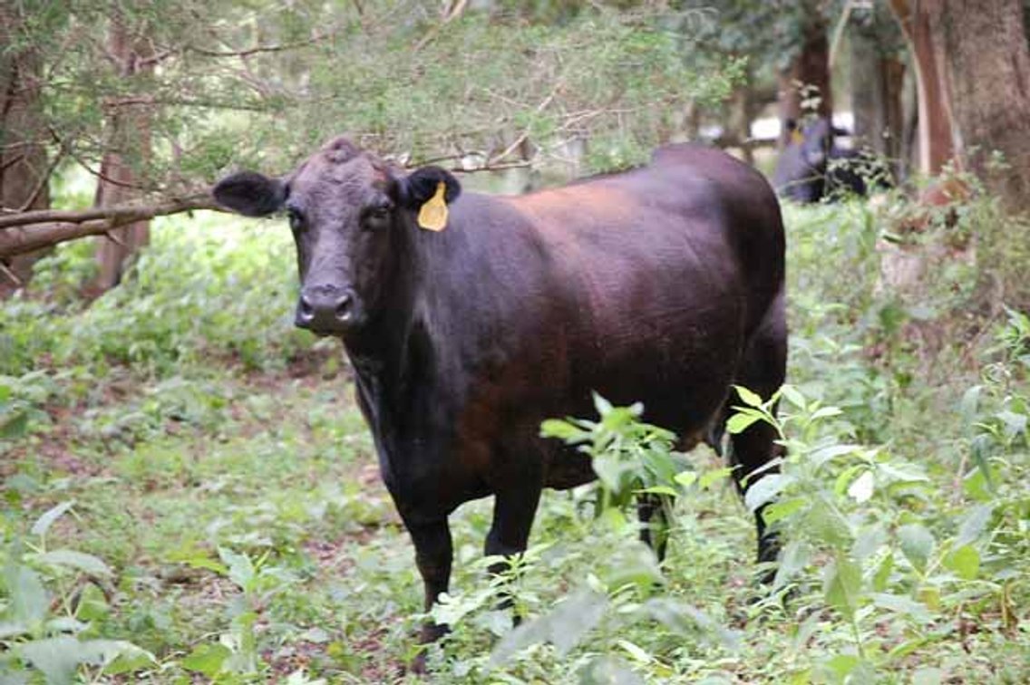 Image for Cattle Auction - October 12