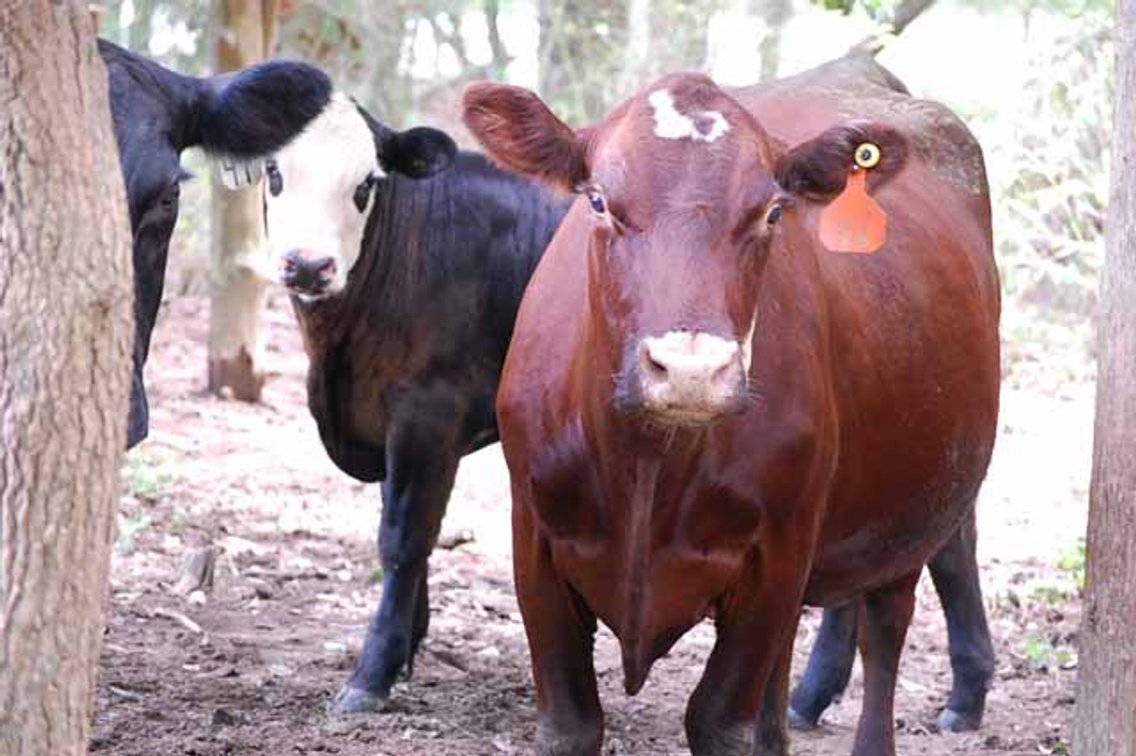 Image for Cattle Auction - October 12