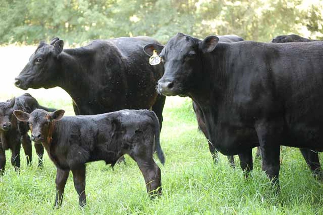Image for Cattle Auction - October 12