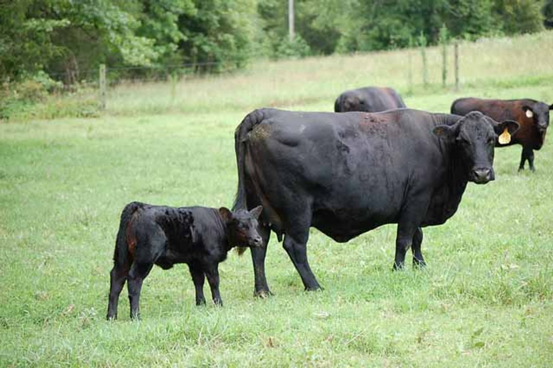 Image for Cattle Auction - October 12