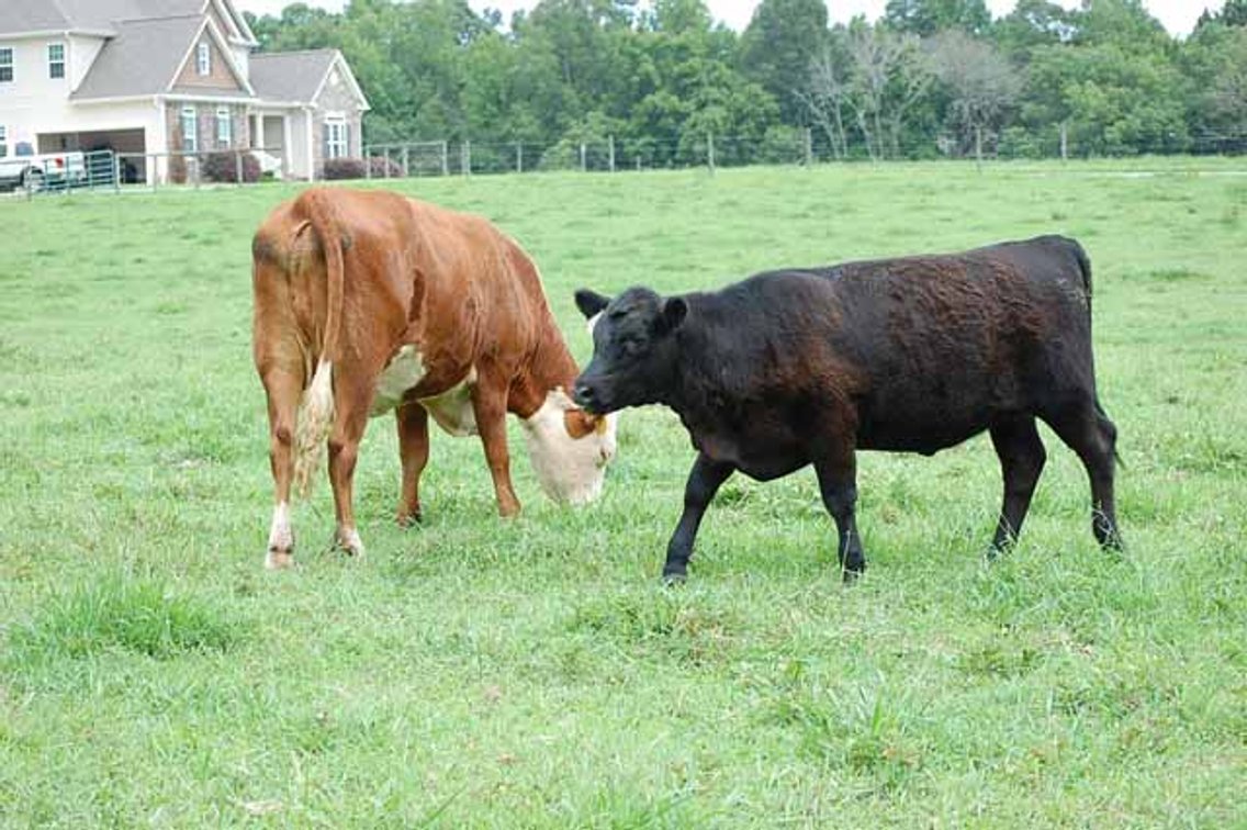Image for Cattle Auction - October 12