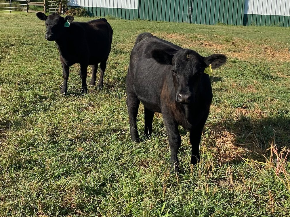 Image for Cattle Auction - October 12