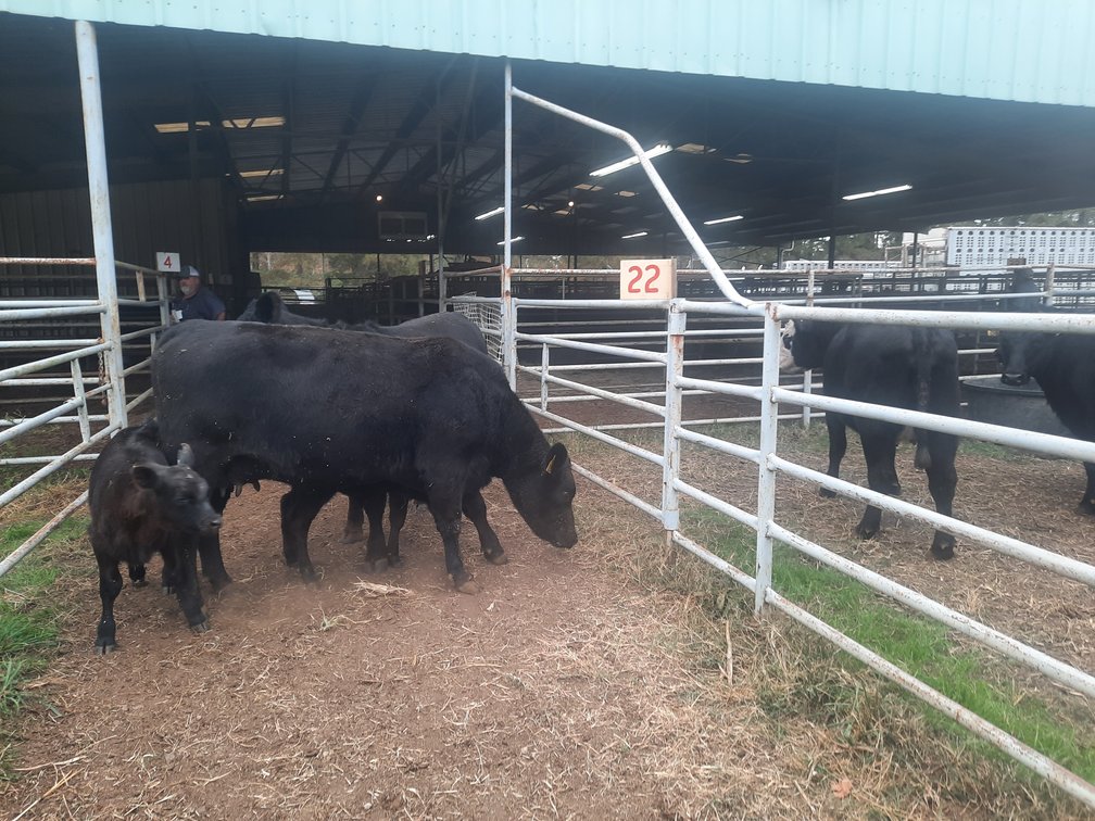 Image for E.B. & Shane Harris 23rd Annual Influence Commercial Female & Bull Sale