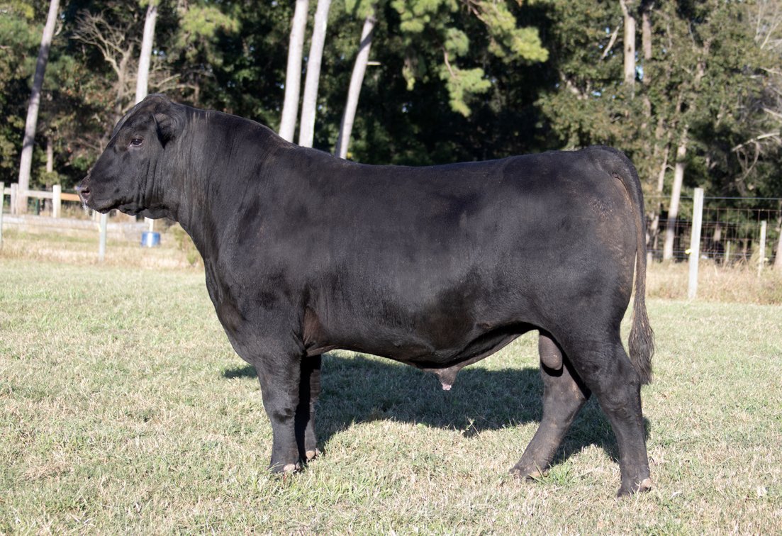Image for Springfield Angus Bull Sale
