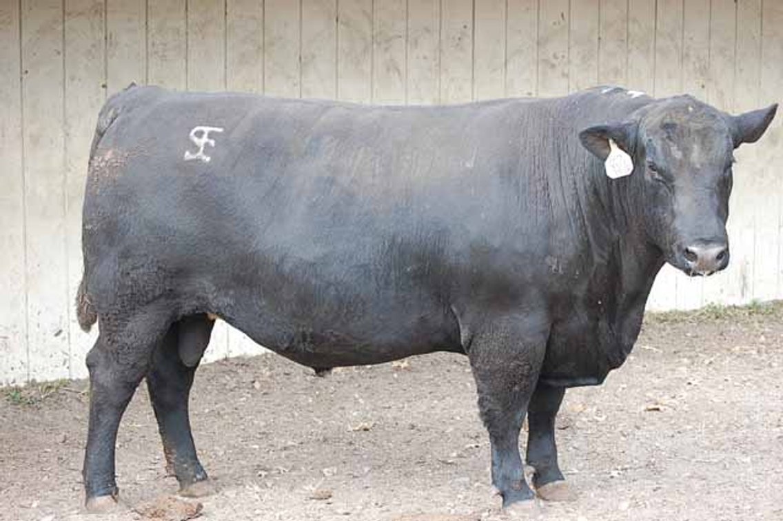 Image for Springfield Angus Bull Sale
