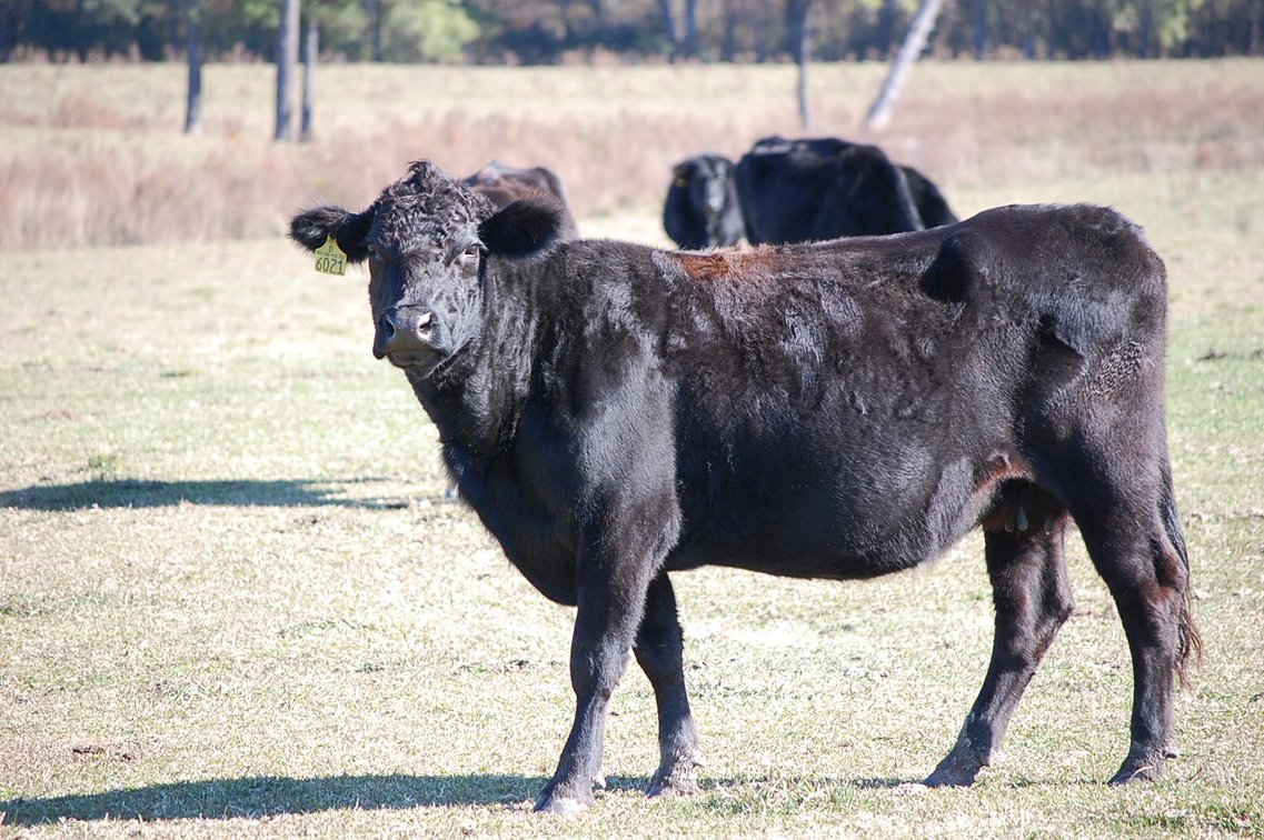 Image for Cattle Auction - Jan. 4 2025