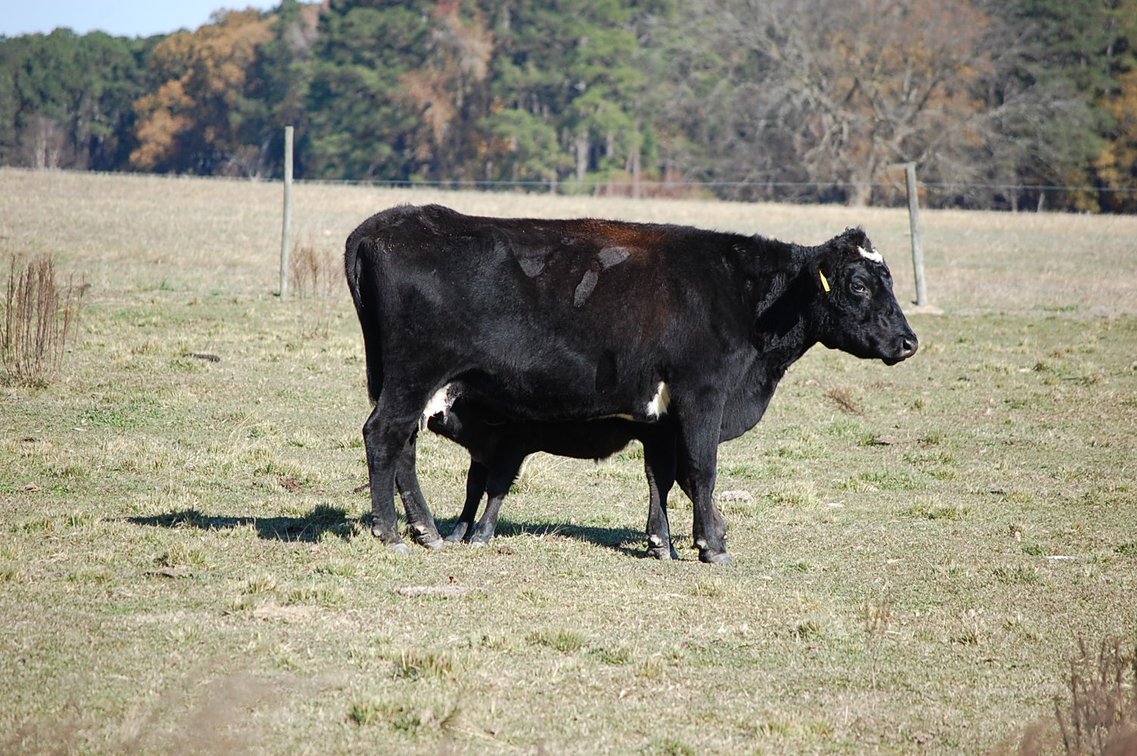 Image for Cattle Auction - Jan. 4 2025