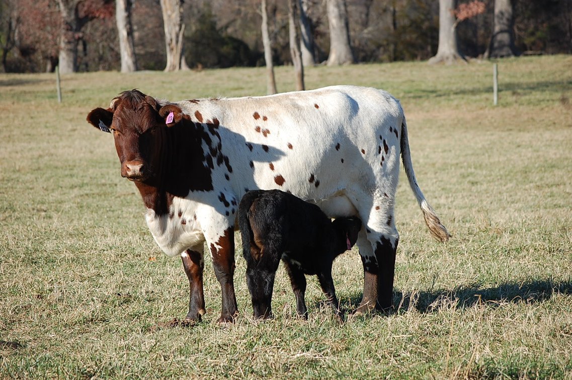 Image for Cattle Auction - Jan. 4 2025