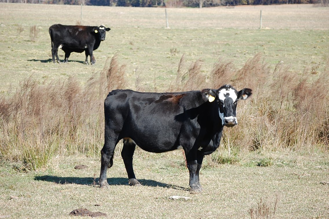 Image for Cattle Auction - Jan. 4 2025