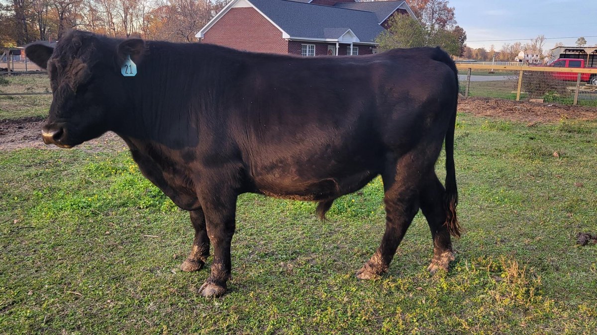 Image for Cattle Auction - Jan. 4 2025