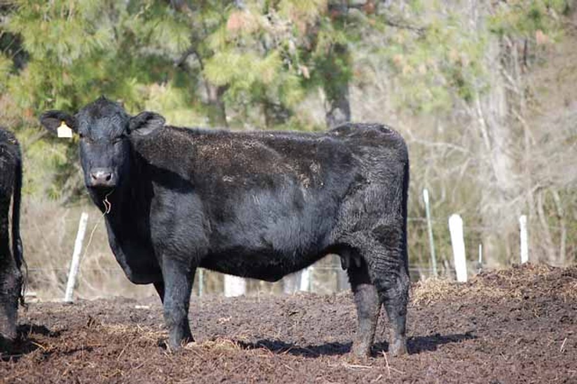 Image for March 22 Cattle Auction