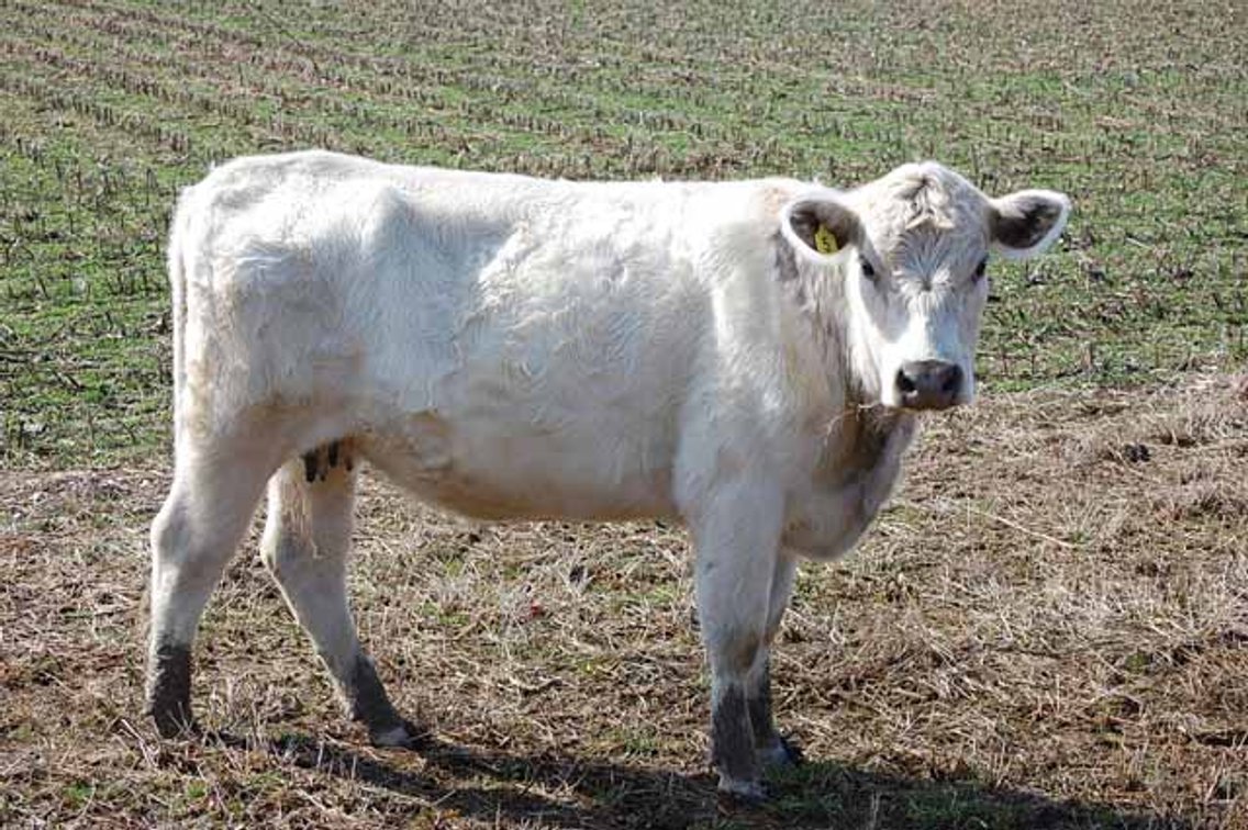 Image for March 22 Cattle Auction