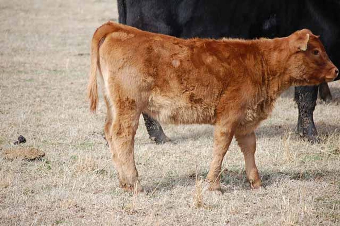 Image for March 22 Cattle Auction