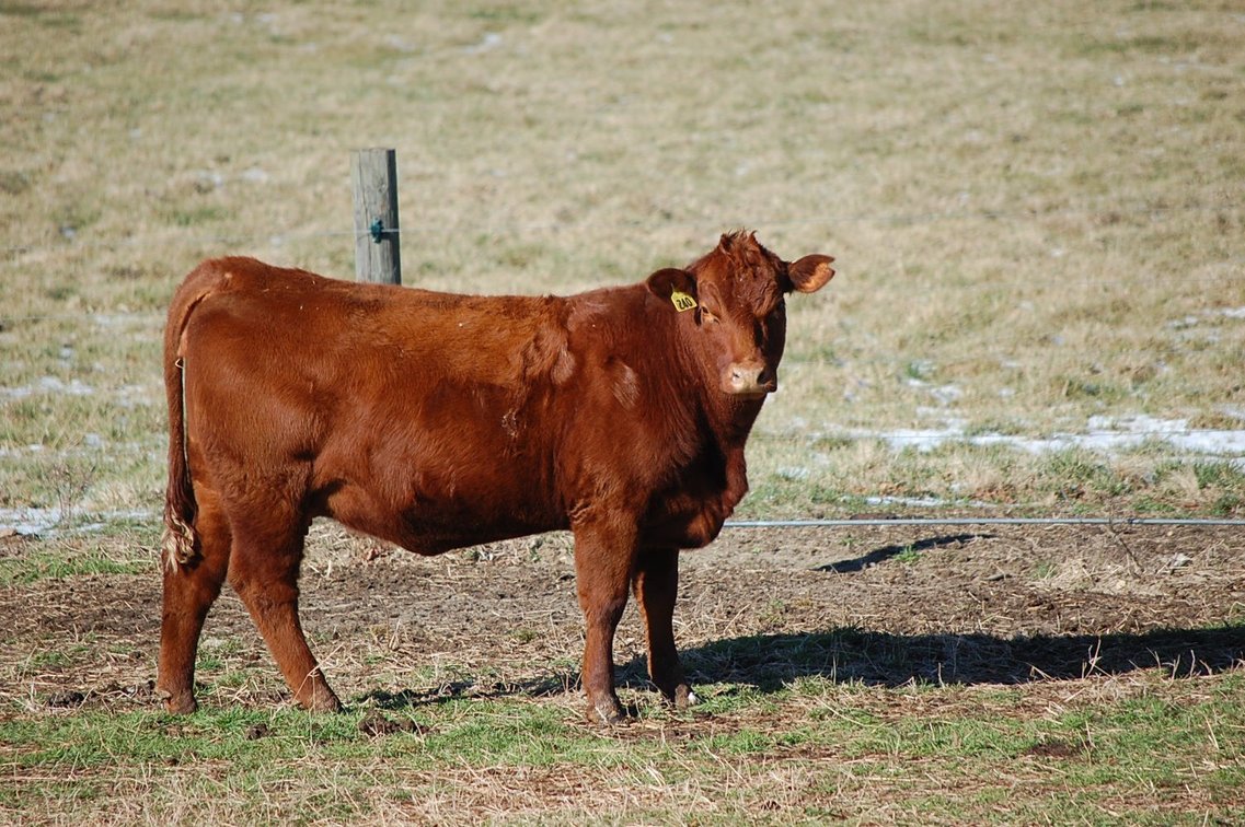 Image for March 22 Cattle Auction