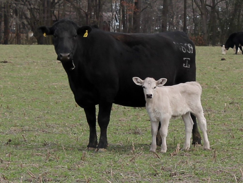 Image for Green Hills Cattle Company & Hope Cattle Services