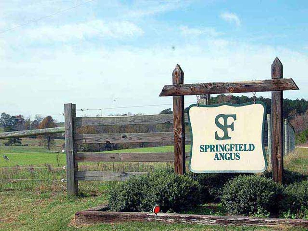 Image for Springfield Angus Complete Dispersal