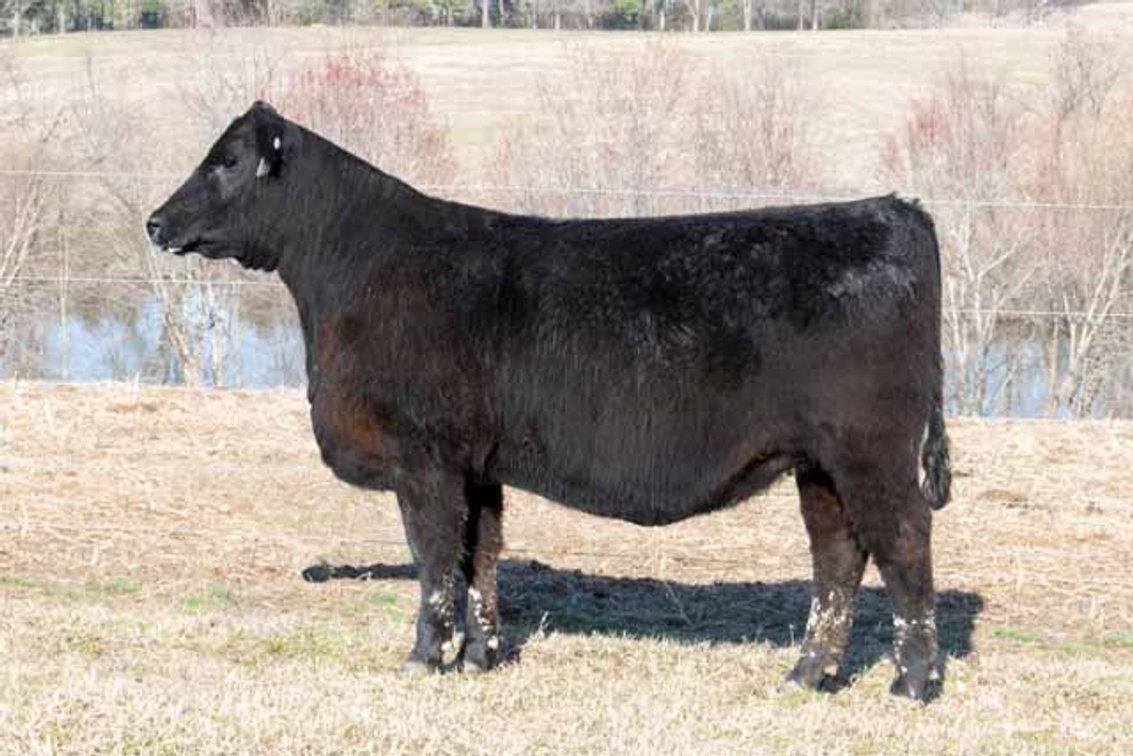 Image for Springfield Angus Complete Dispersal