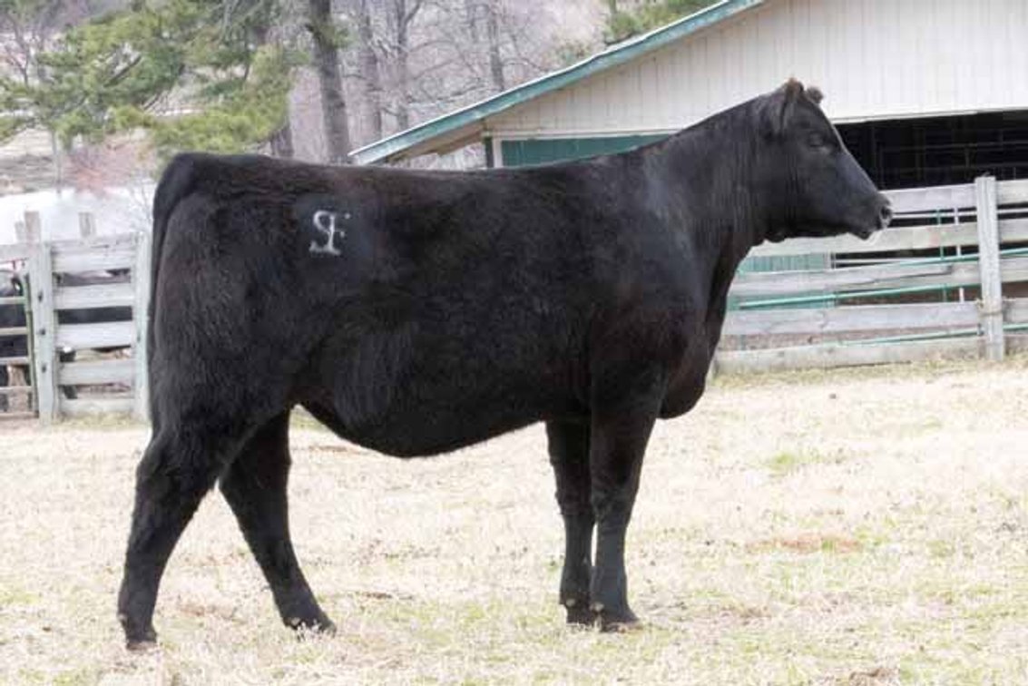 Image for Springfield Angus Complete Dispersal