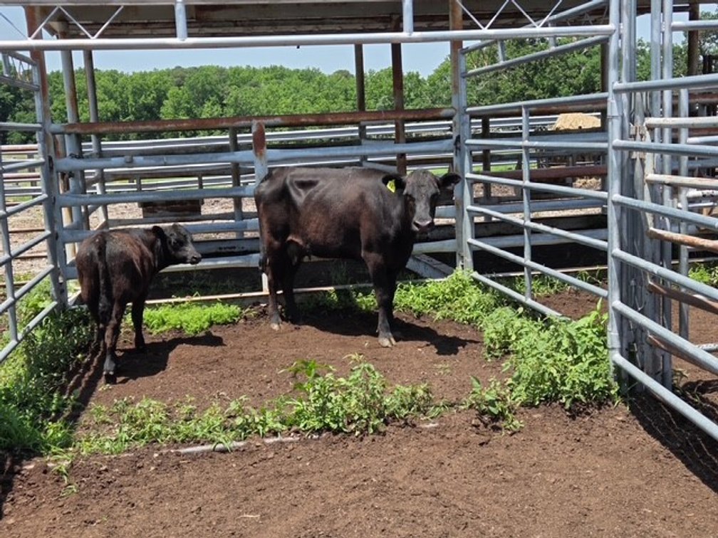 Image for CATTLE HERD DISPERSAL