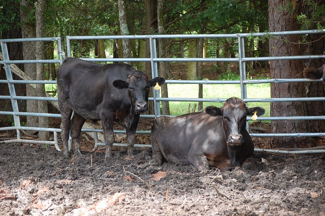 Image for Wagyu Influence Steer Sle