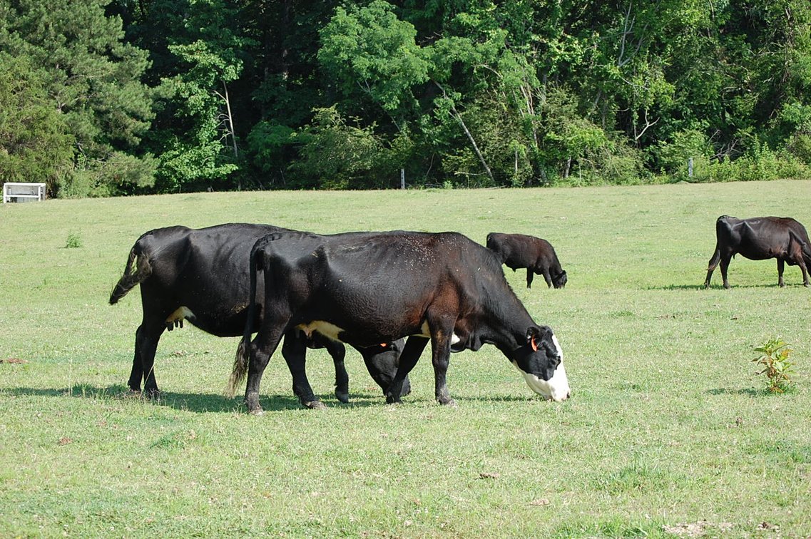 Image for Cattle Auction September 27