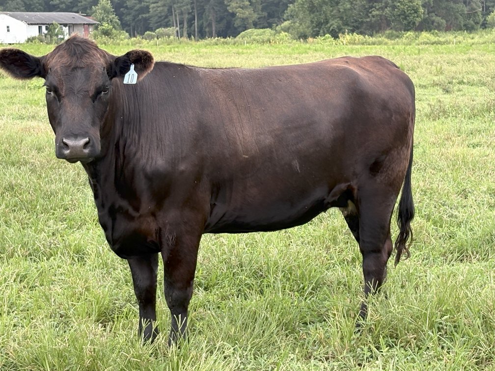 Image for Cattle Auction September 27