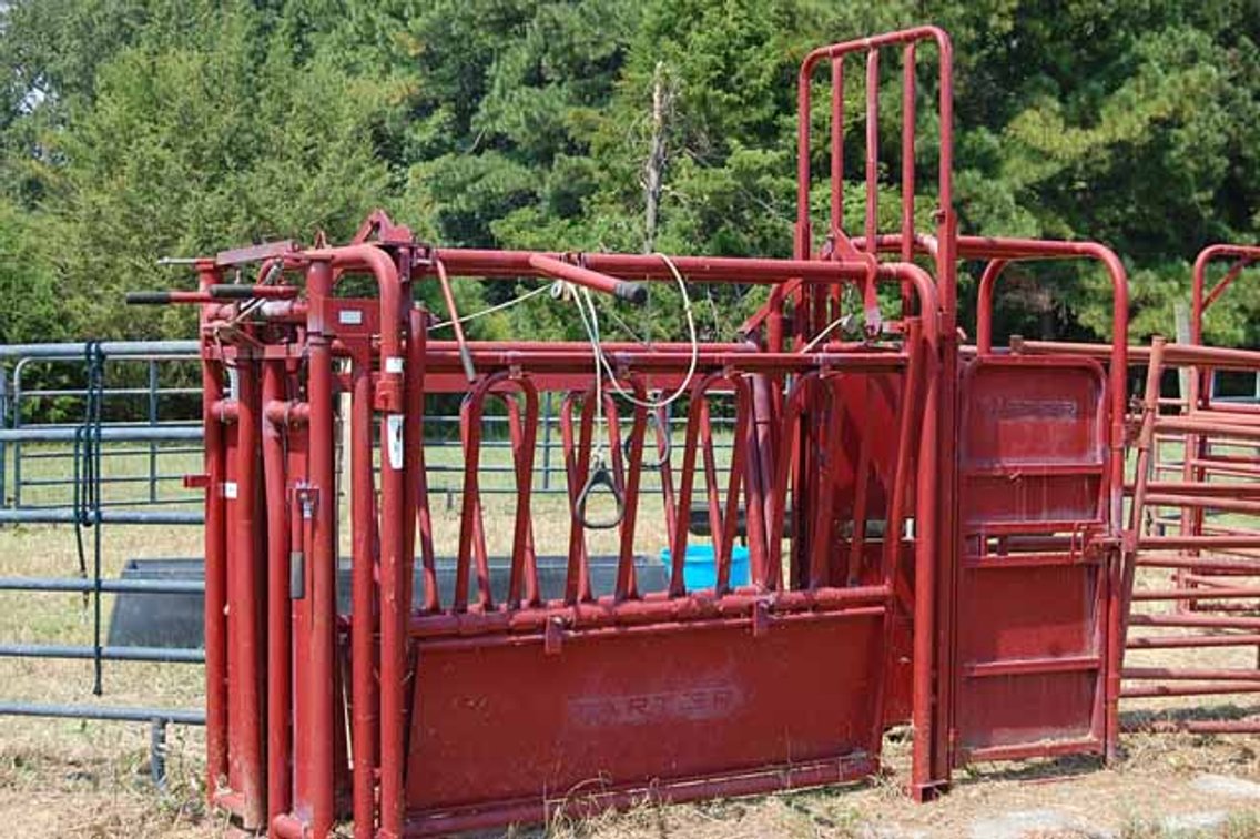 Image for Cattle Auction September 27