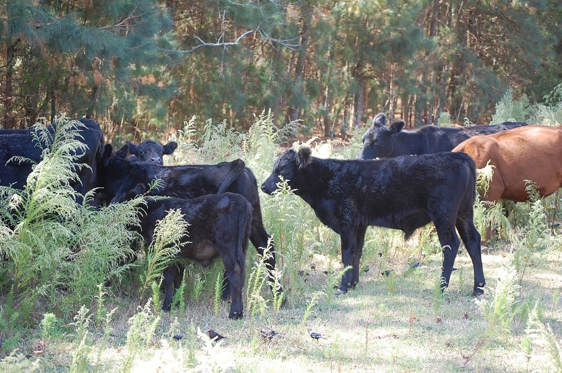 Image for ECO Farm Systems - Cattle Auction