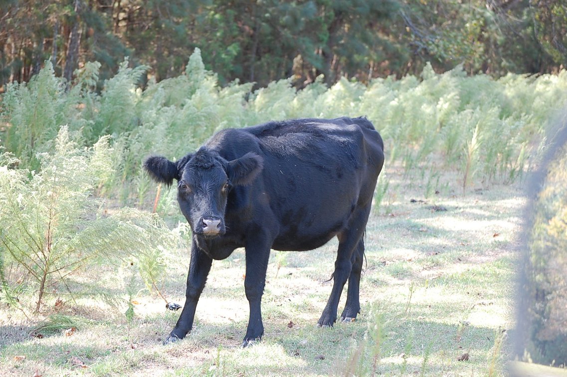 Image for ECO Farm Systems - Cattle Auction