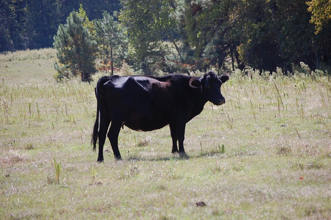 Image for ECO Farm Systems - Cattle Auction