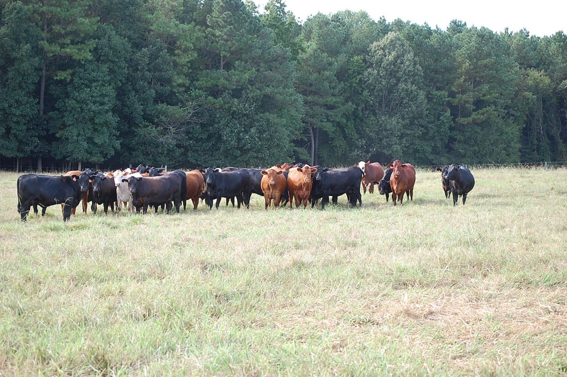 Image for E.B. & Shane Harris 24th Annual Influence Commercial Female & Bull Sale