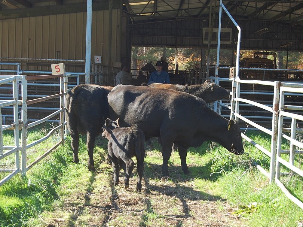 Image for E.B. & Shane Harris 24th Annual Influence Commercial Female & Bull Sale