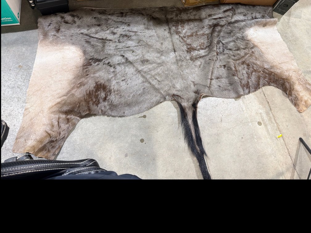 Wildebeest Hide Pelt Rug with Attached Tail