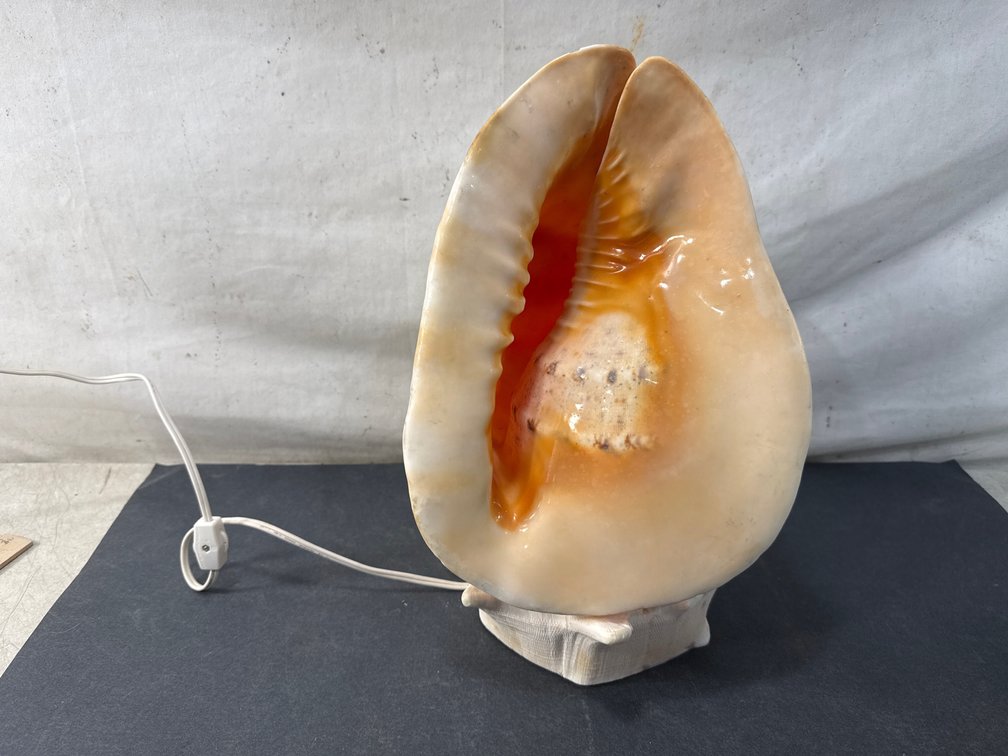 Helmet Conch Shell Accent Lamp