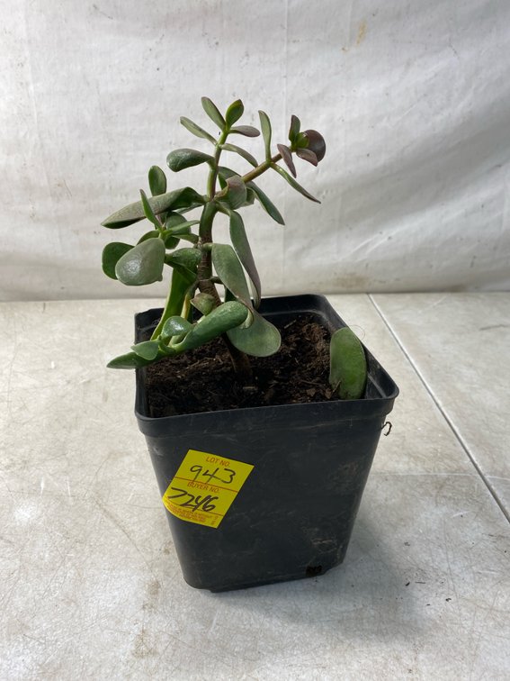 Potted Jade Succulent Plant