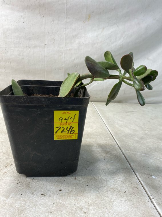 Jade Succulent Plant in Square Pot